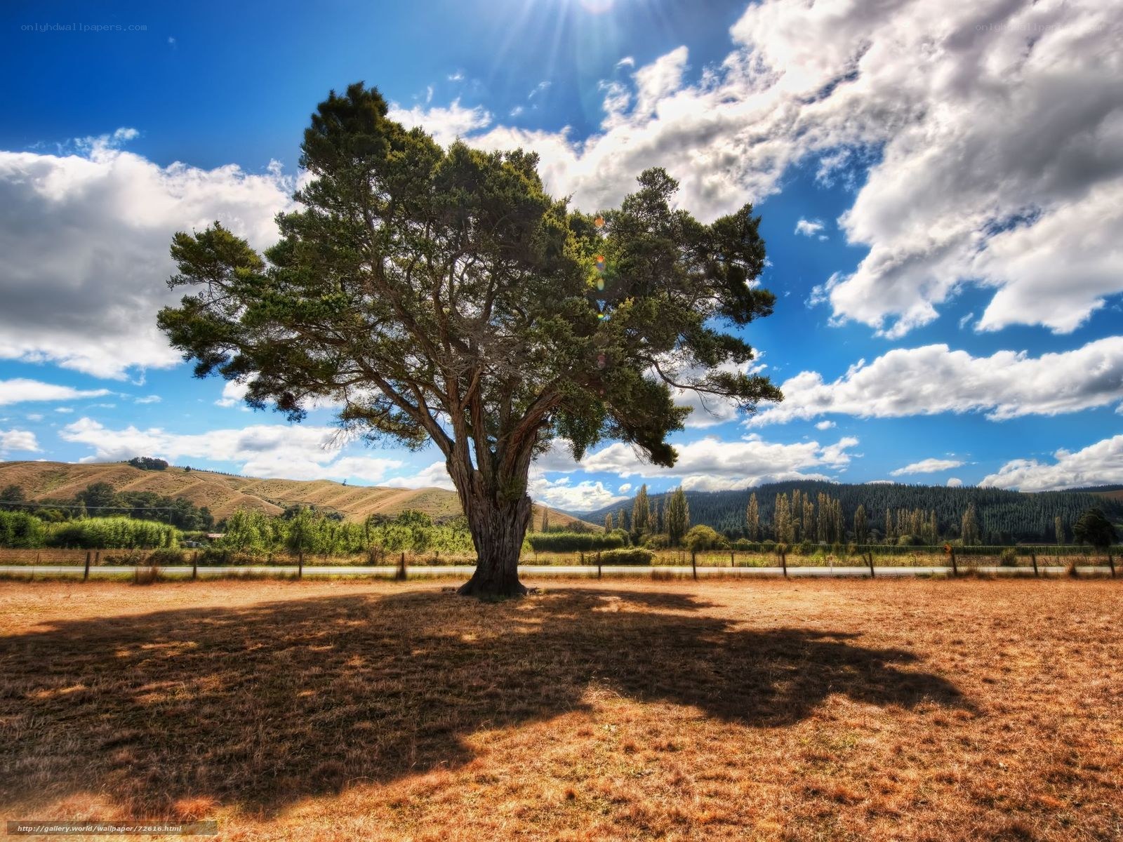 Solitary tree in a sunlit field