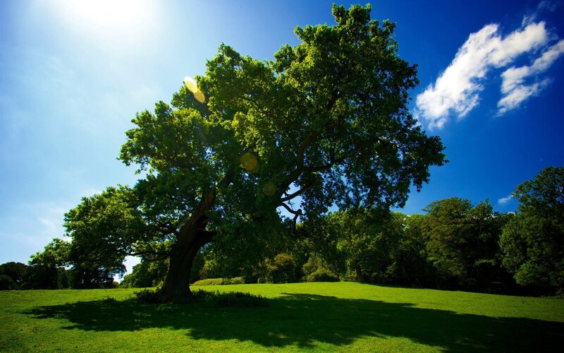 Solitary tree in a sunny field