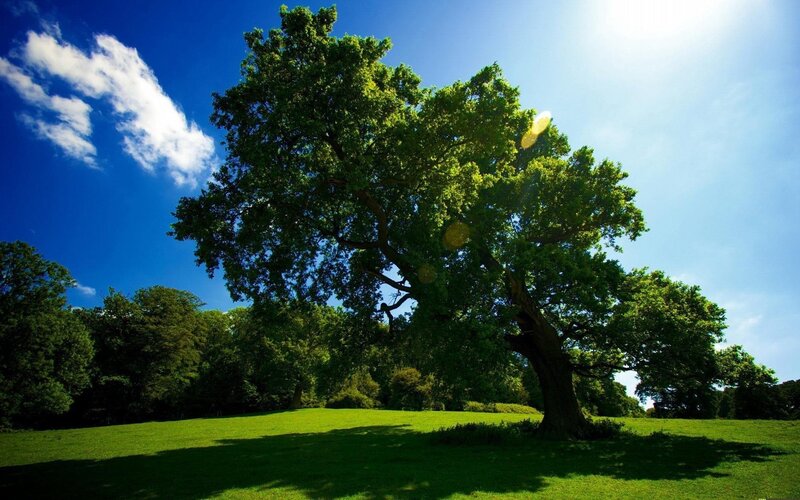 Solitary tree in a sunny field