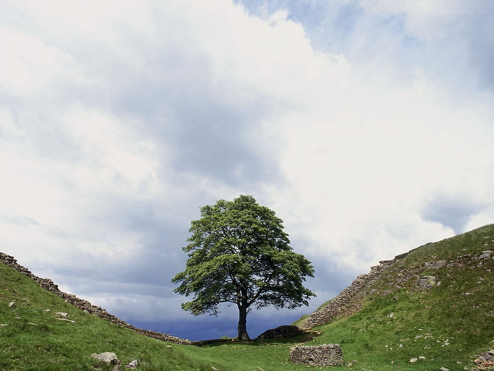 solitary tree in a valley