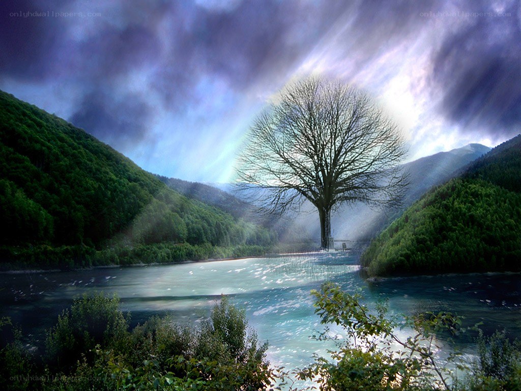 Solitary tree in a valley