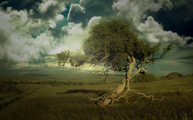 Solitary tree in a vast landscape