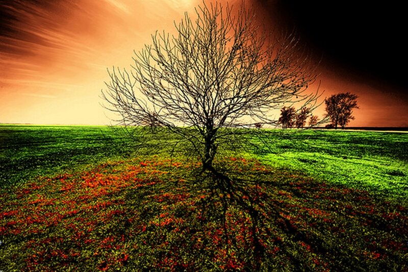 Solitary tree in a vibrant field