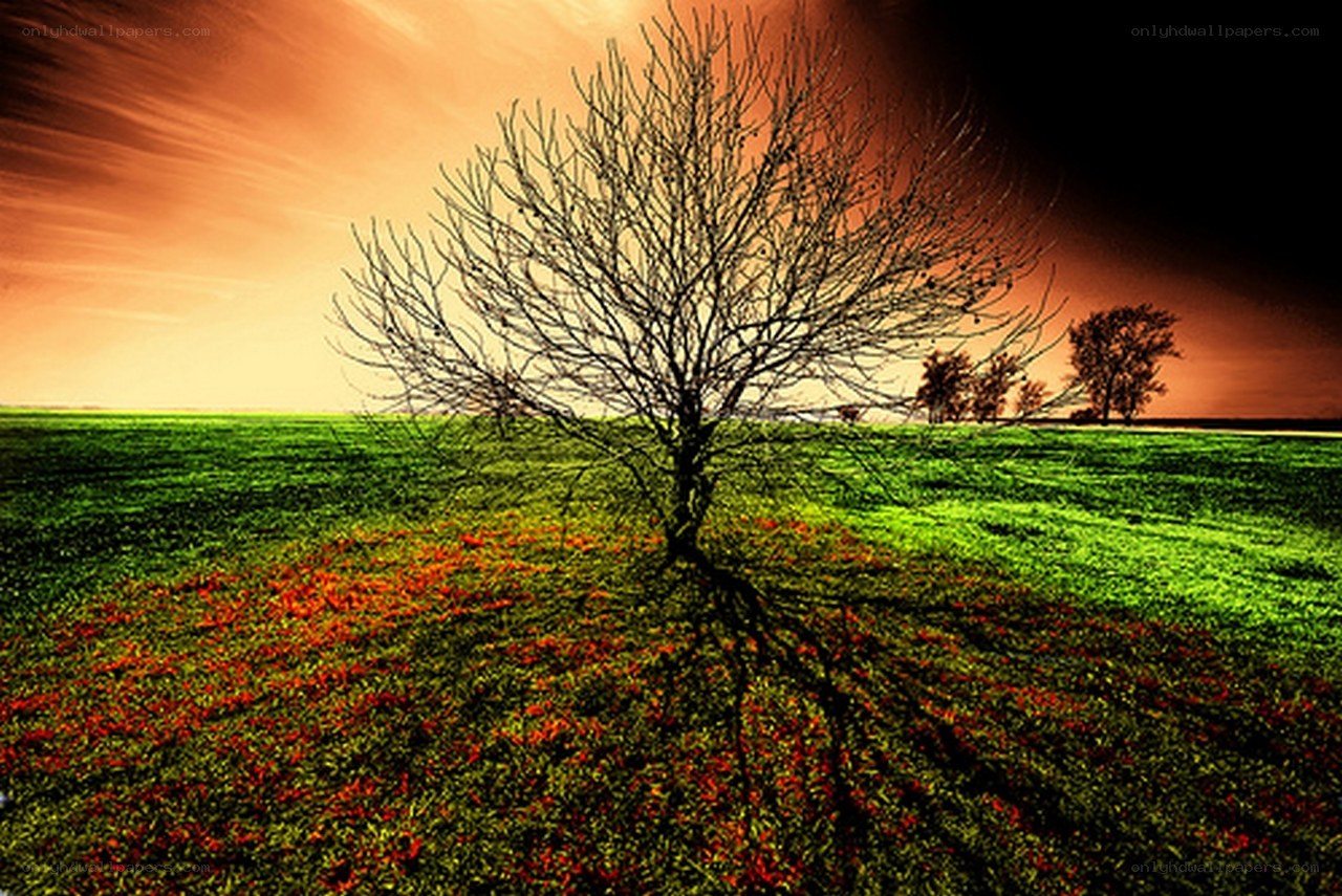 Solitary tree in a vibrant field