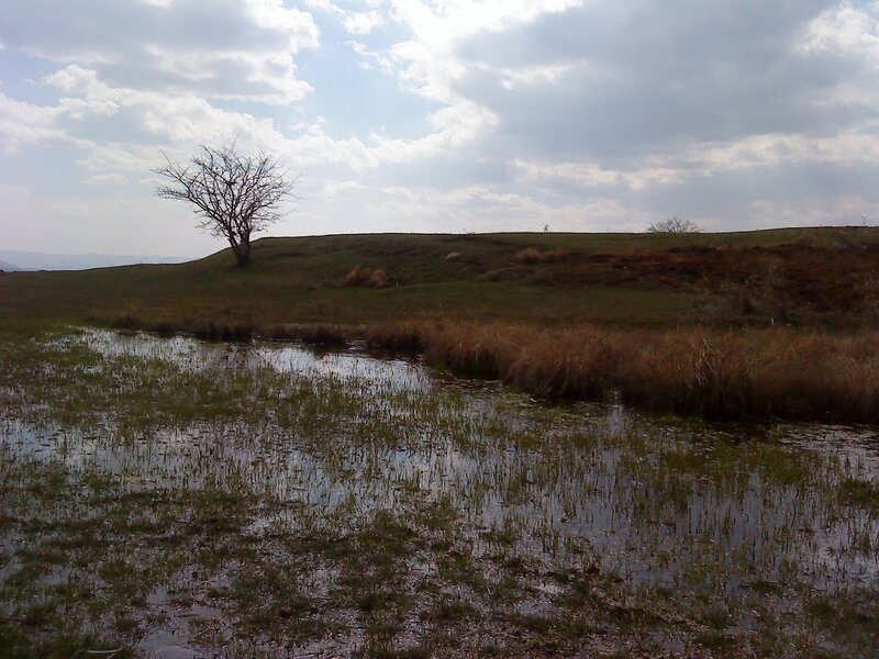 Solitary tree in a wetland