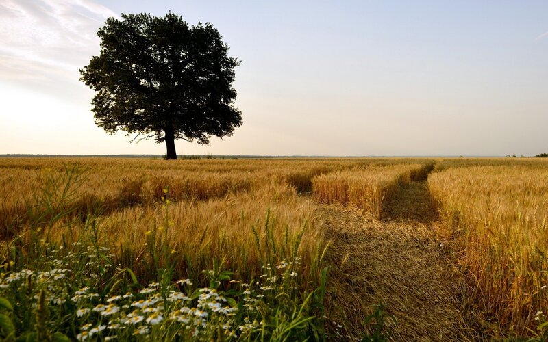 Solitary tree in a wheat field