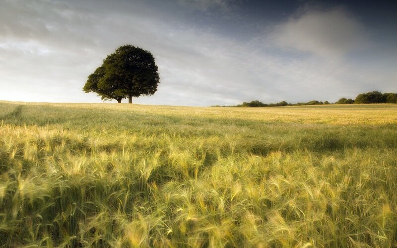 Solitary tree in a wheat field