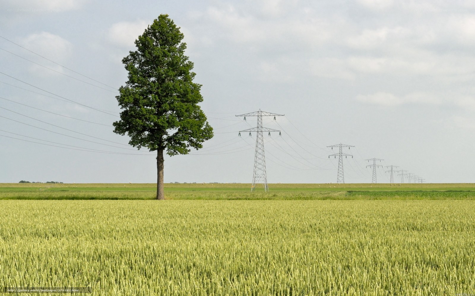 Solitary tree in a wheat field
