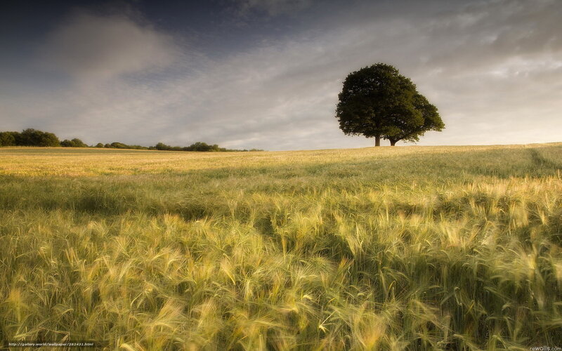 Solitary tree in a wheat field