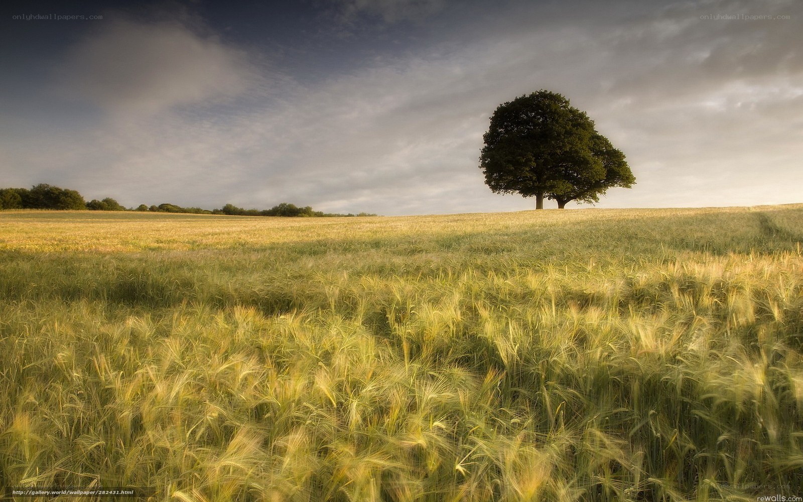 Solitary tree in a wheat field