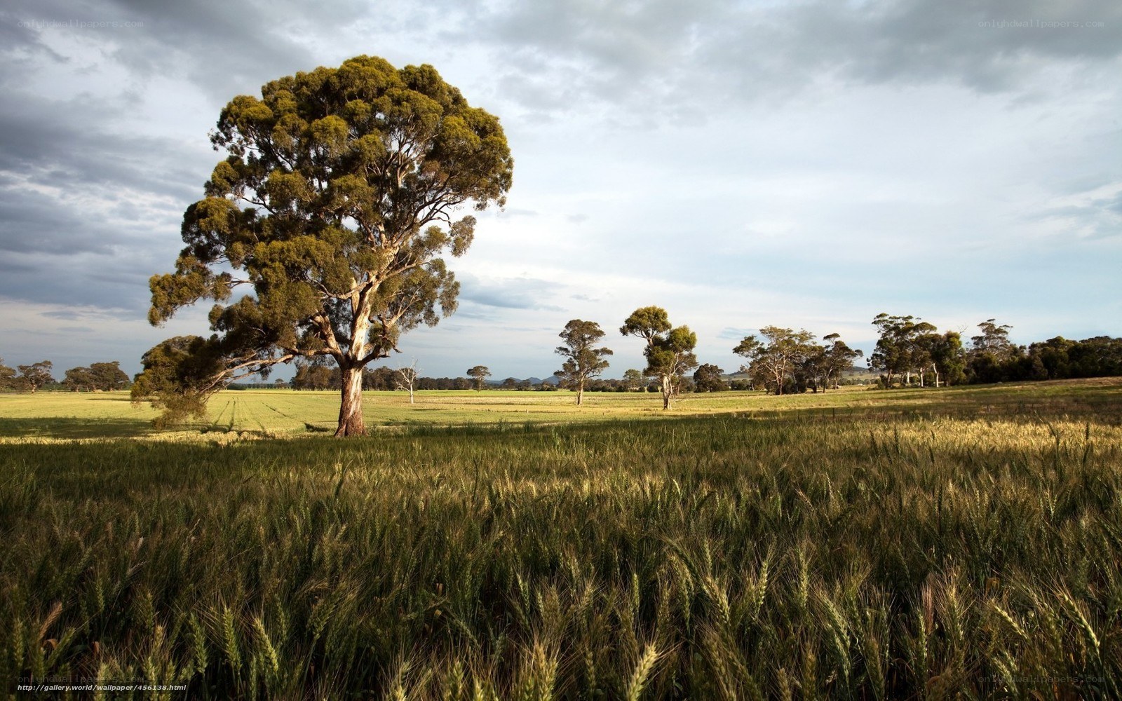 Solitary tree in a wheat field