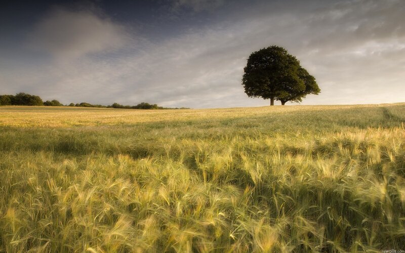 Solitary tree in a wheat field