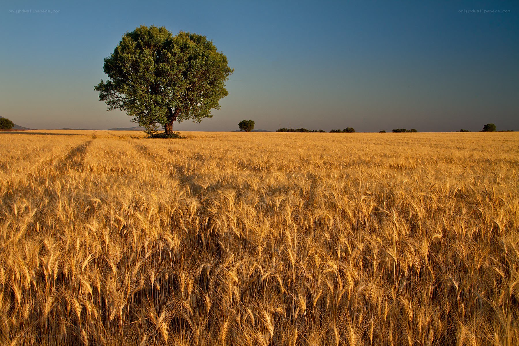 Solitary tree in a wheat field