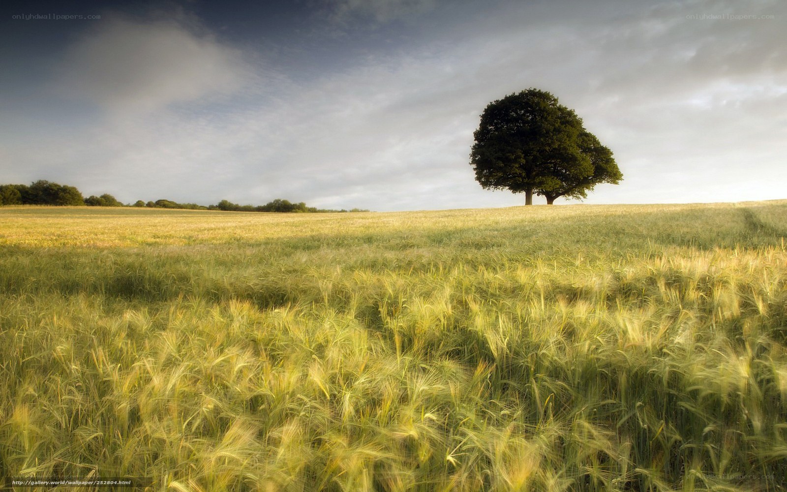 Solitary tree in a wheat field