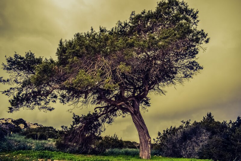 Solitary tree in a windswept landscape