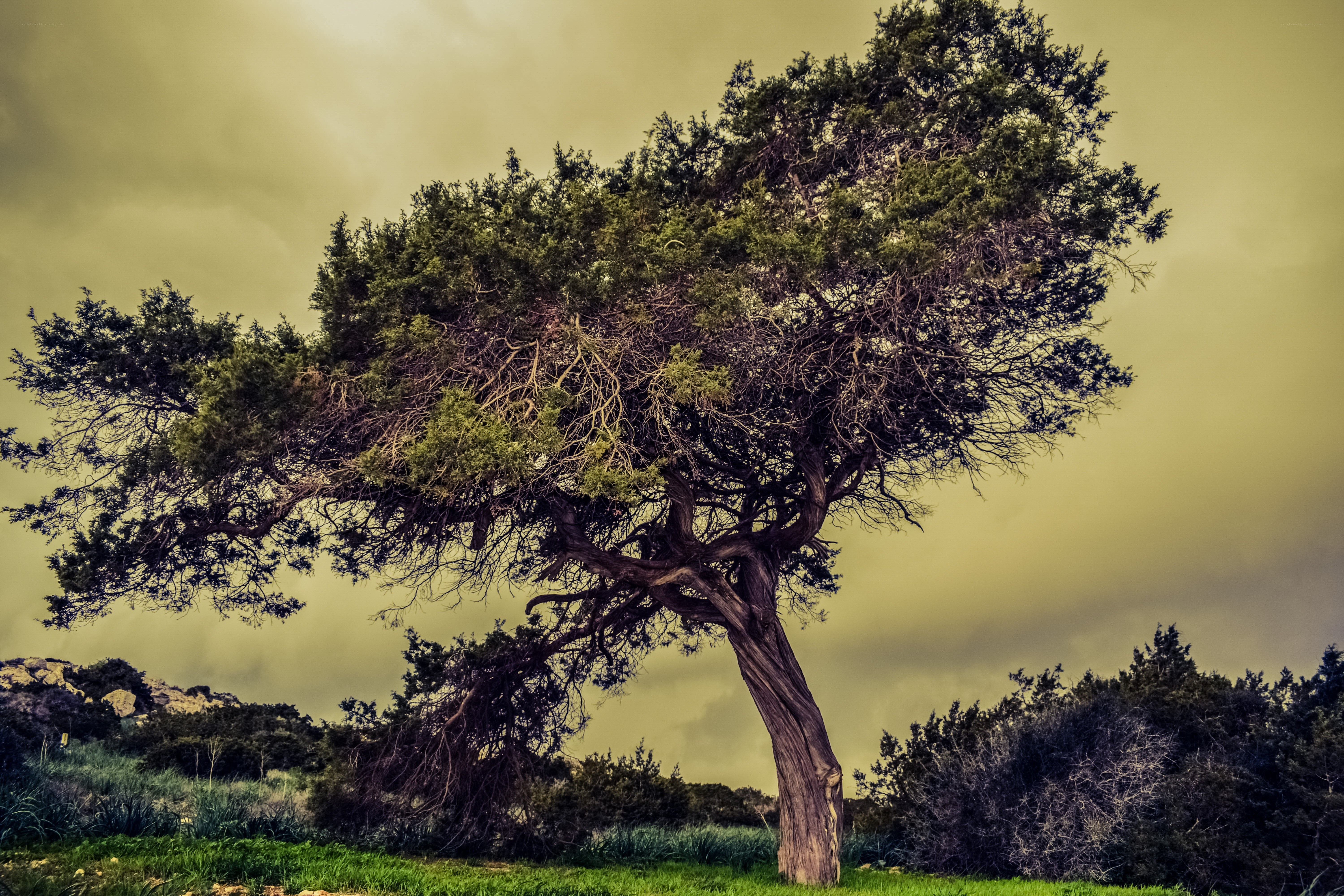 Solitary tree in a windswept landscape