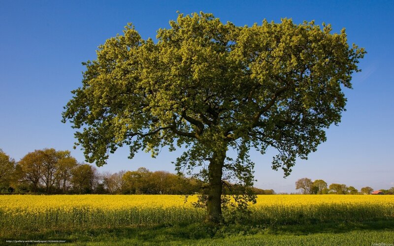 Solitary tree in a yellow field