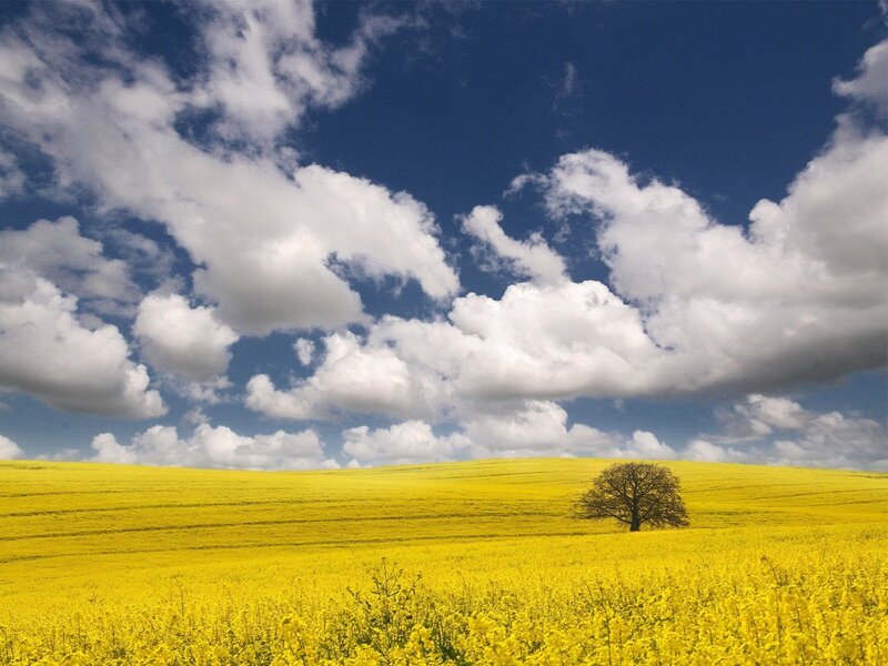 Solitary tree in a yellow field