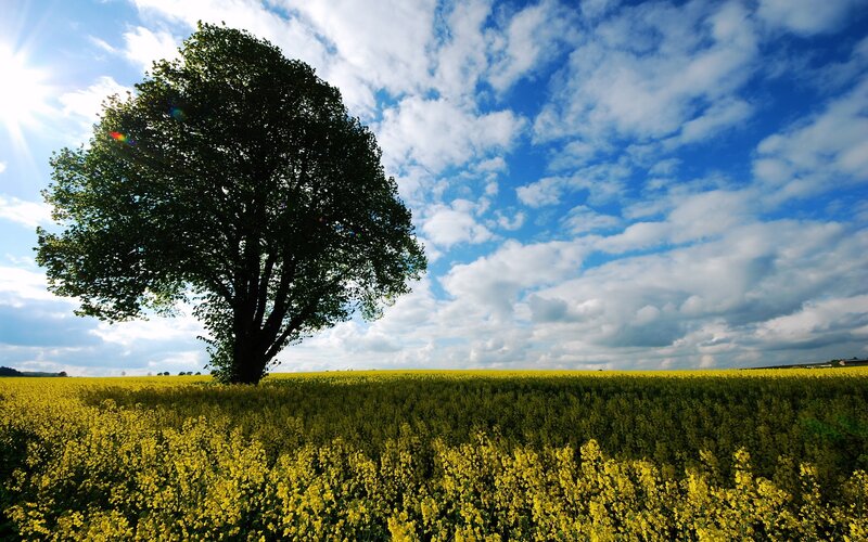 Solitary tree in a yellow field