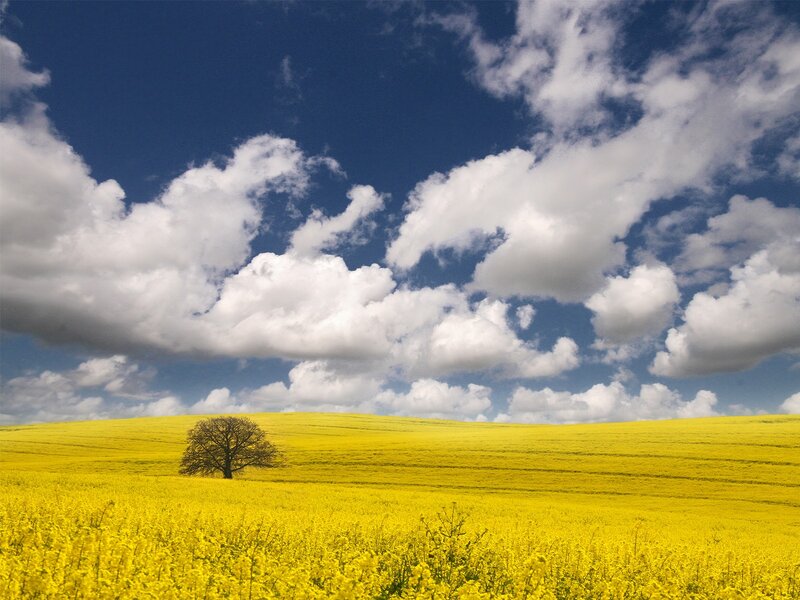 Solitary tree in a yellow field