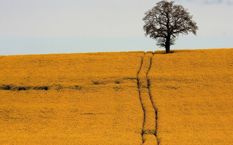 solitary tree in a yellow field