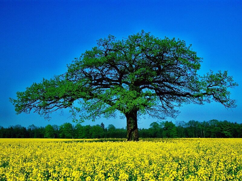 Solitary tree in a yellow field