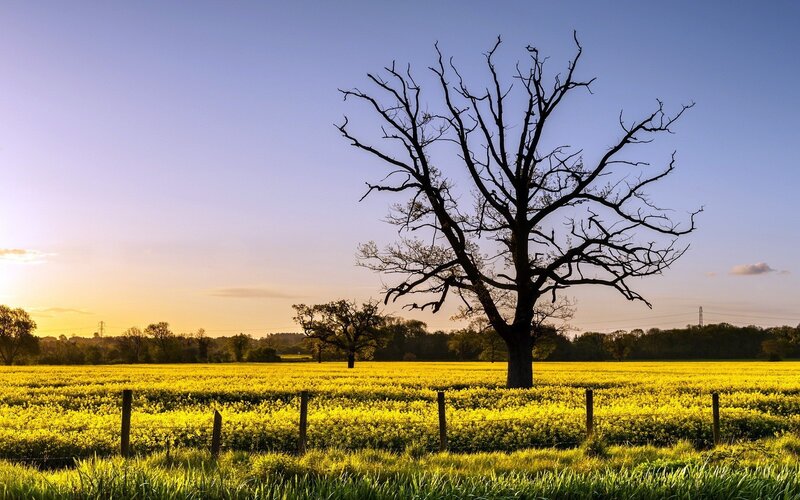 Solitary tree in a yellow field