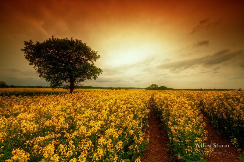 Solitary tree in a yellow field