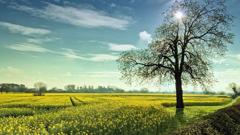 Solitary tree in a yellow field