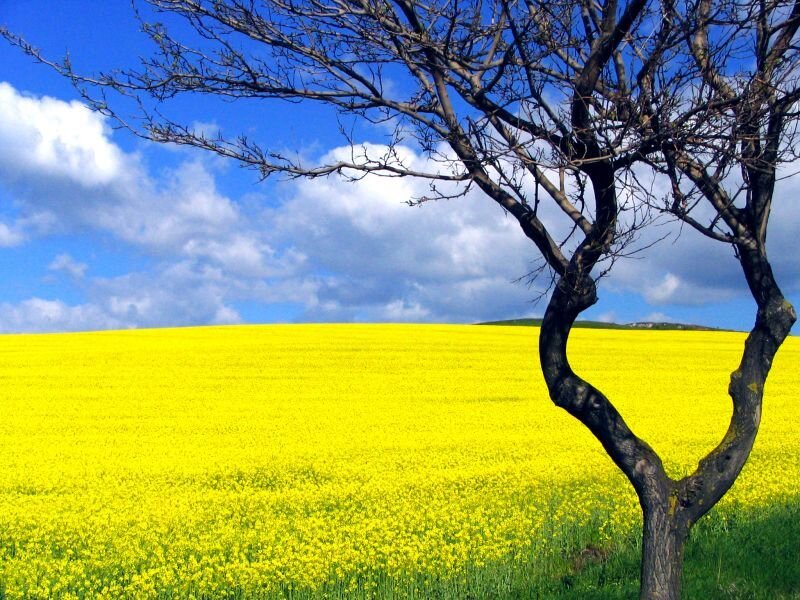 Solitary tree in a yellow field