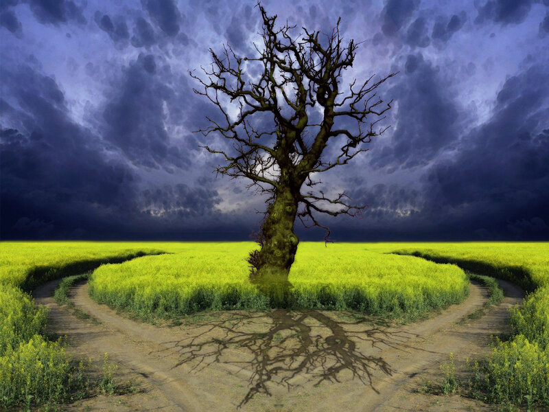 Solitary tree in a yellow field