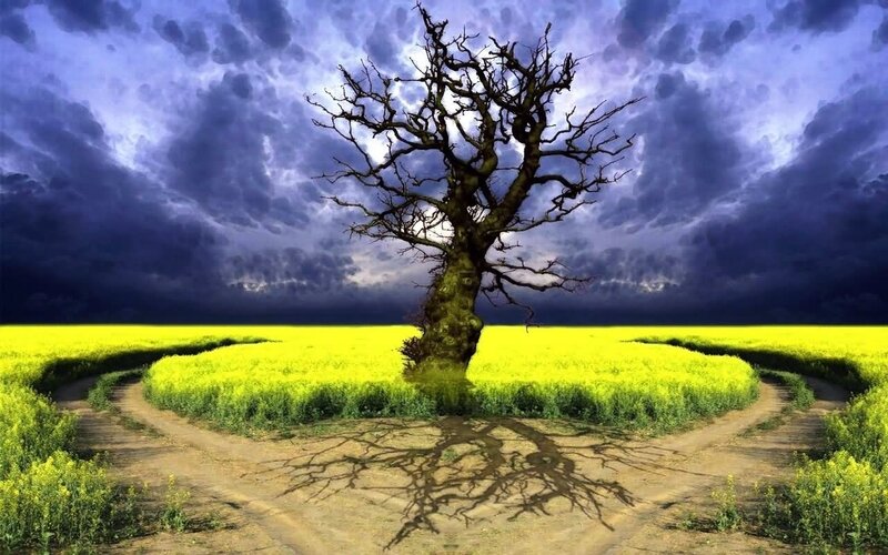 Solitary tree in a yellow field