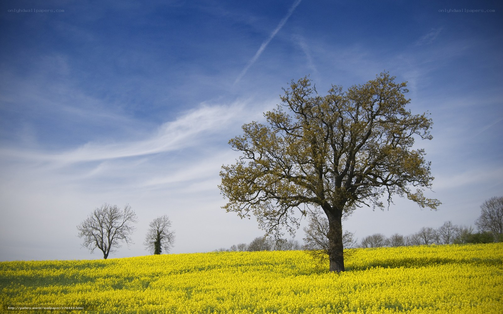 Solitary tree in a yellow field