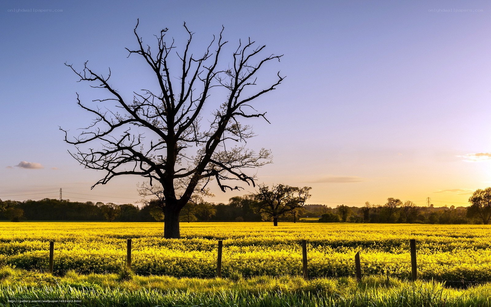 Solitary tree in a yellow field