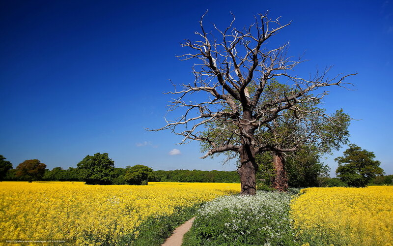 Solitary tree in a yellow field