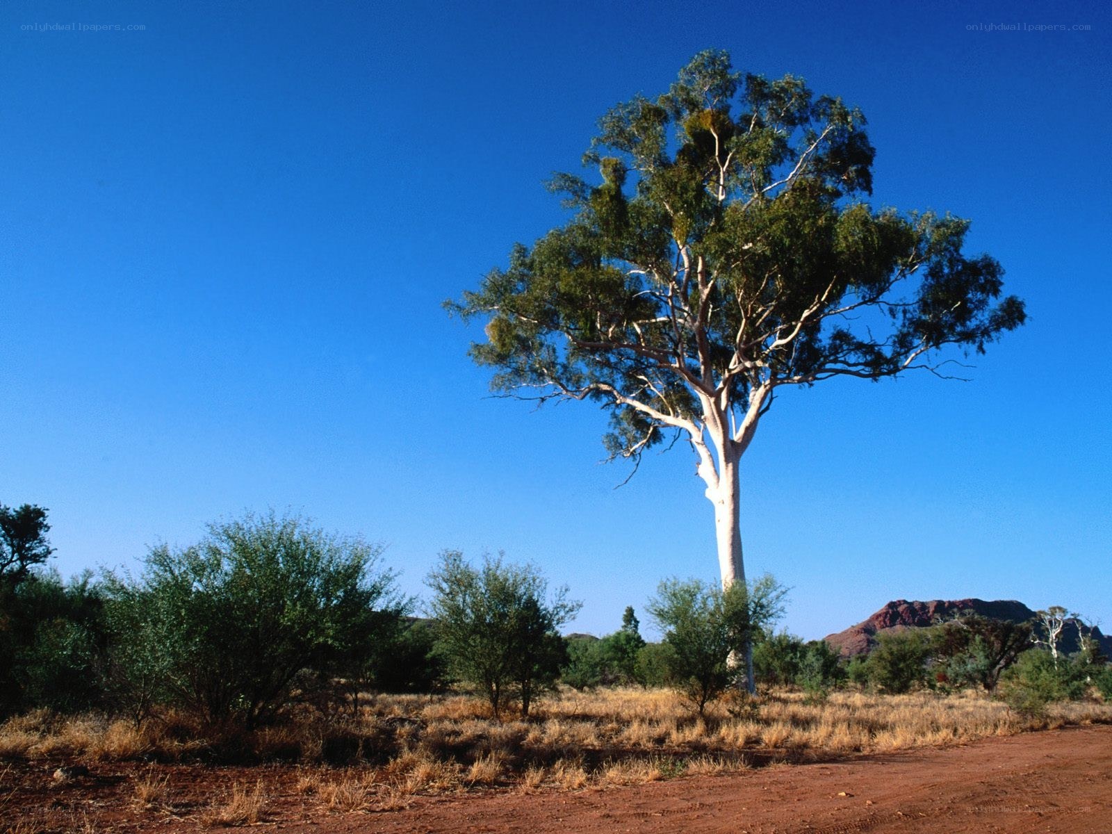 Solitary tree in arid landscape