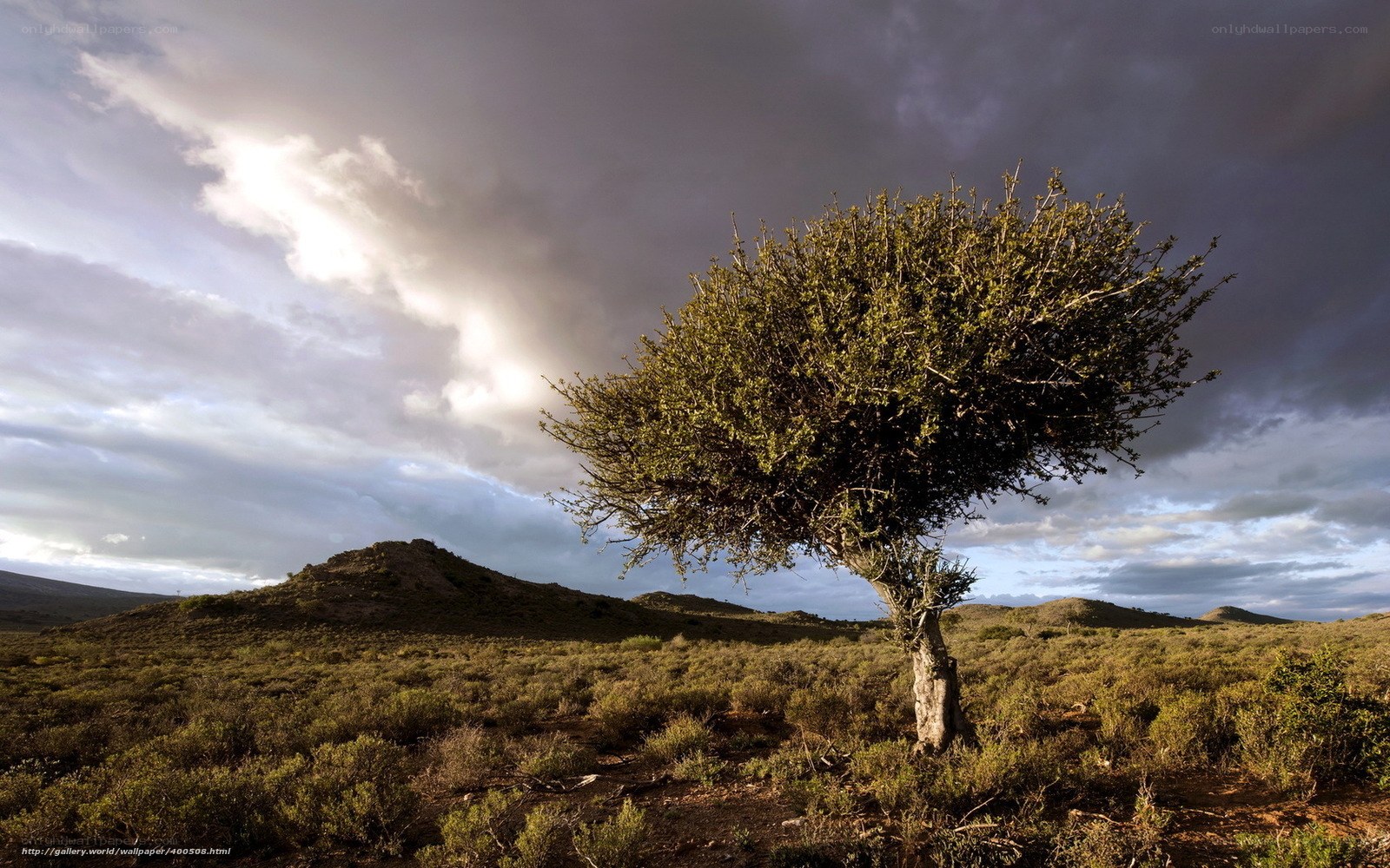 Solitary tree in arid landscape