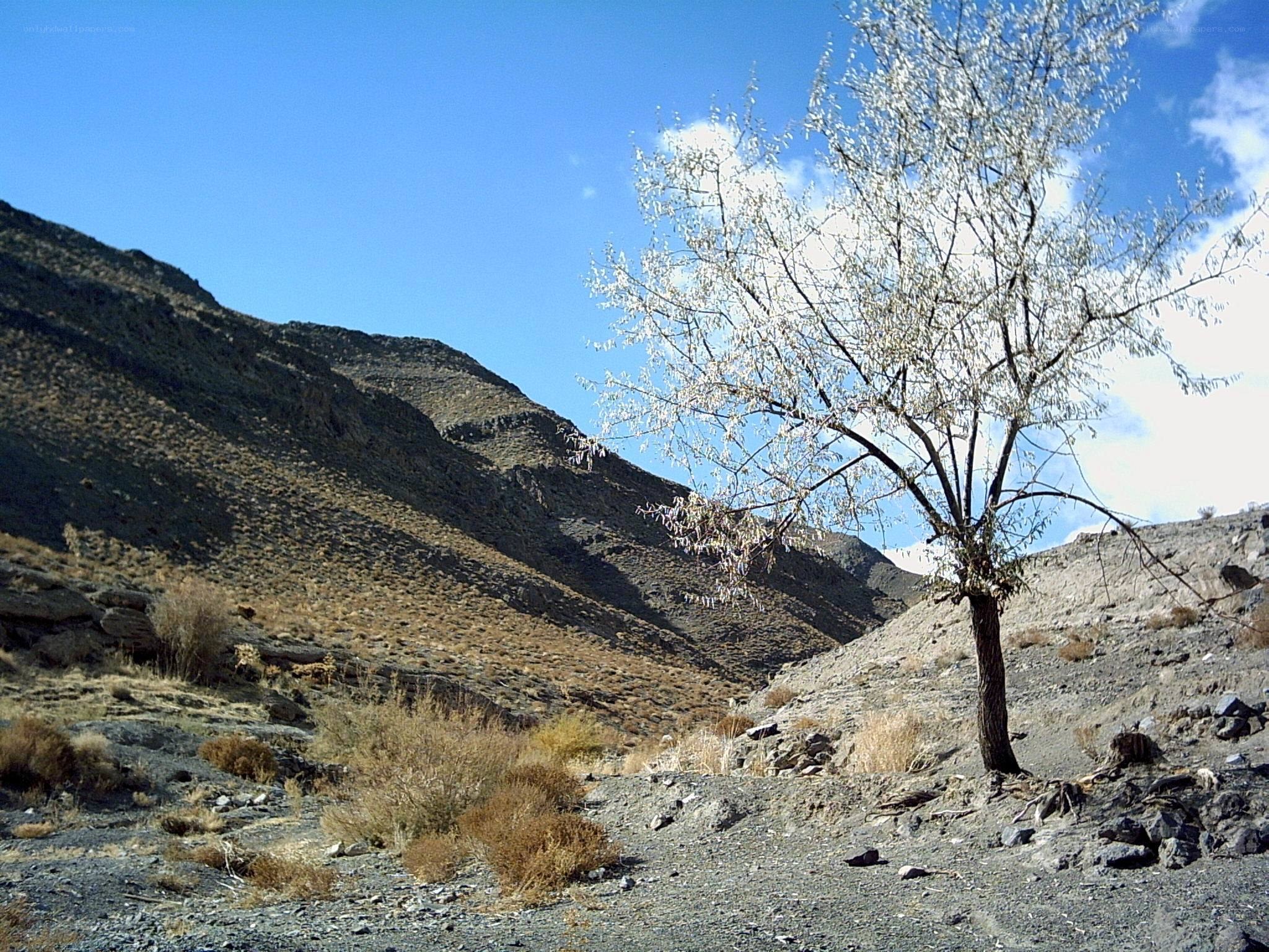 solitary tree in arid valley