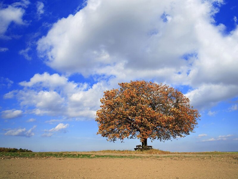 solitary tree in autumn field