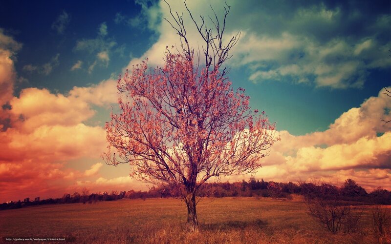 Solitary tree in autumn field