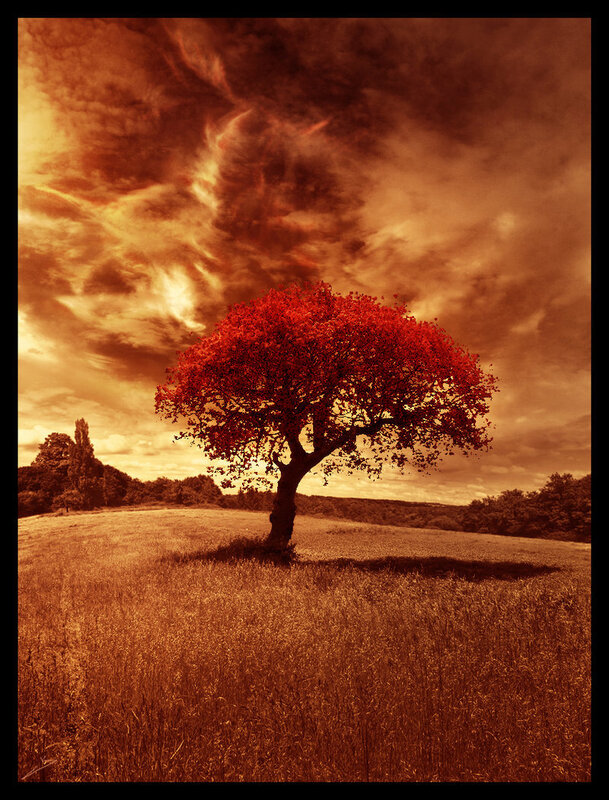 Solitary tree in autumn field