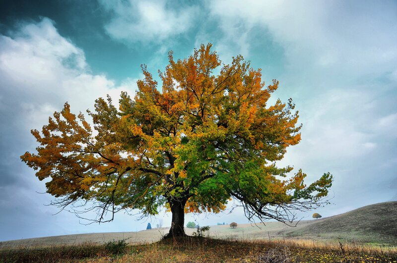 solitary tree in autumn field