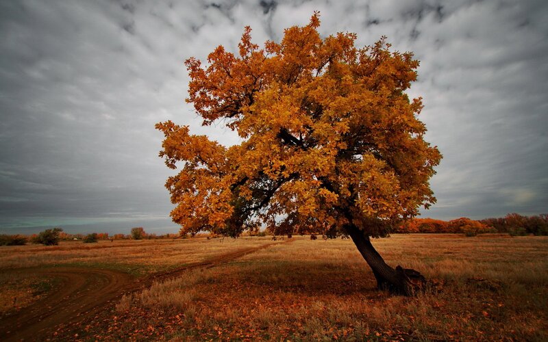 Solitary tree in autumn field
