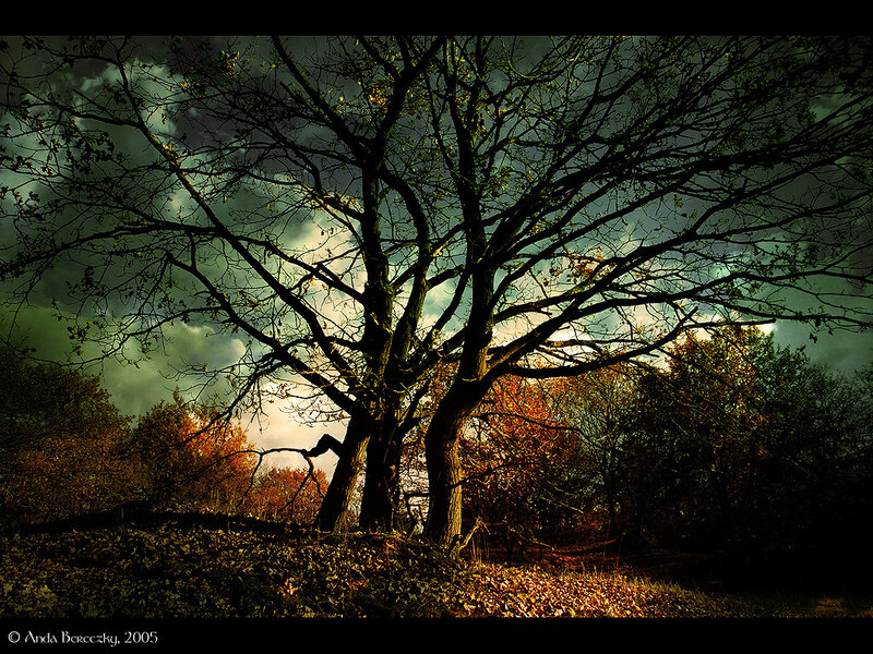Solitary tree in autumn landscape