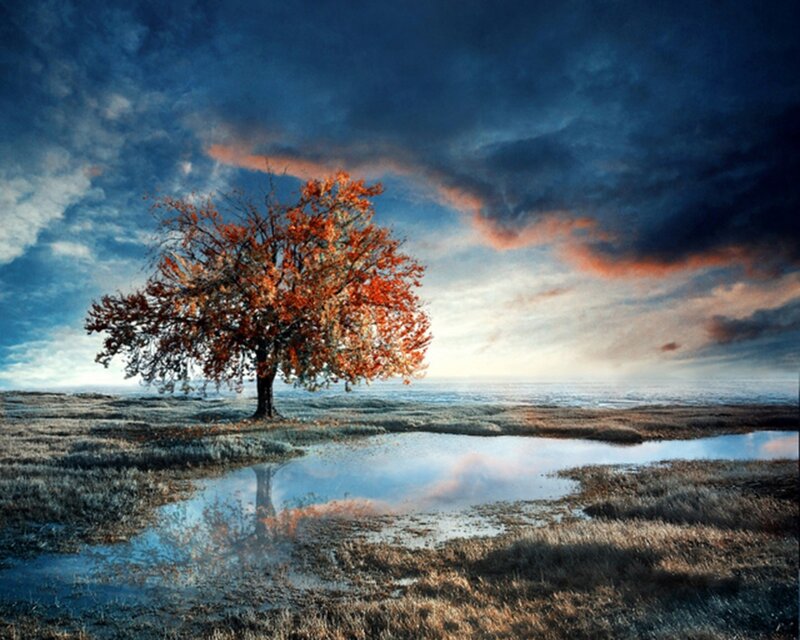 Solitary tree in autumn landscape