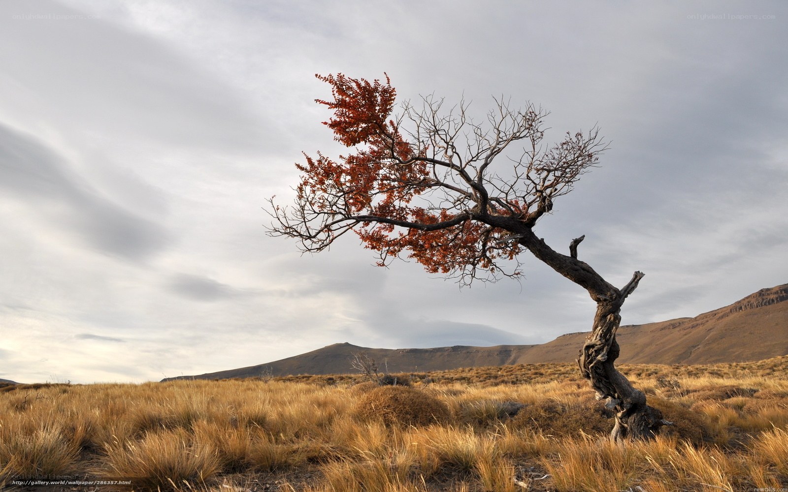 Solitary tree in autumn landscape