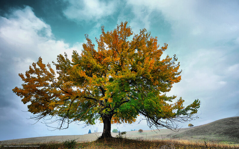 Solitary Tree in Autumn — Orange, Dramatic