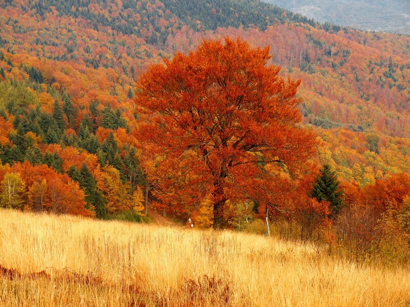 Solitary Tree in Autumn — Orange, Serene
