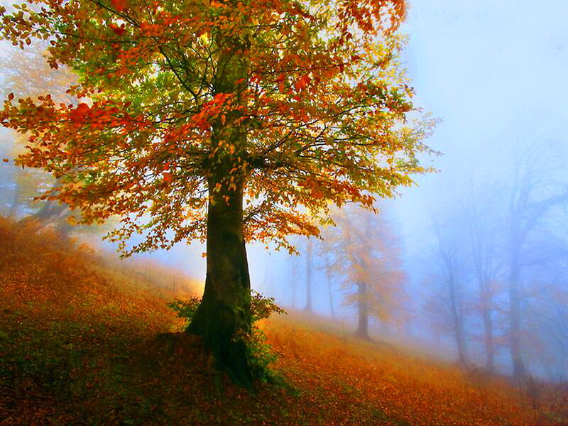 Solitary Tree in Autumn — Orange
