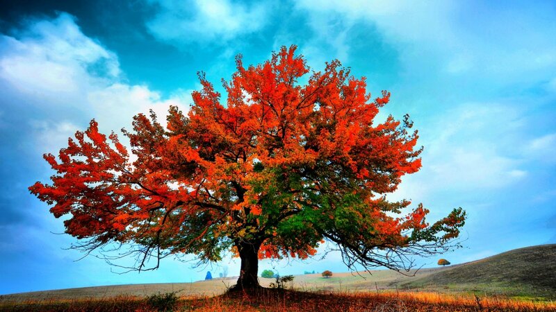 Solitary Tree in Autumn — Red